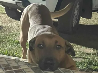 Cachorro raça SRD-ViraLata idade 5 anos nome Bruce