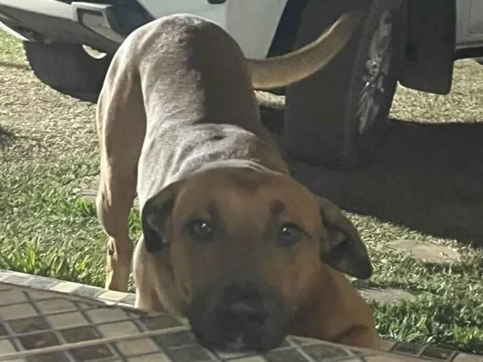 Cachorro raça SRD-ViraLata idade 5 anos nome Bruce
