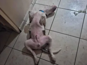 Cachorro raça Pit-Bull idade 7 a 11 meses nome Thor 