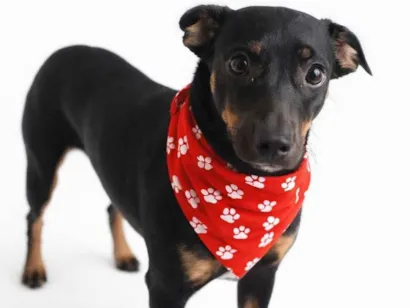 Cachorro raça SRD-ViraLata idade 1 ano nome neguinha 