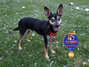 Cachorro raça SRD-ViraLata idade 1 ano nome Lucky