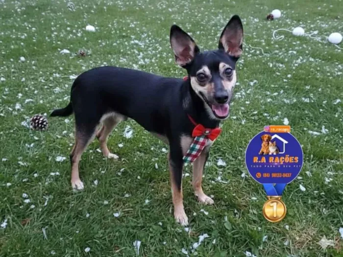 Cachorro raça SRD-ViraLata idade 1 ano nome Lucky