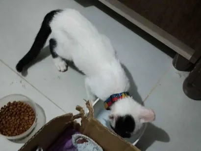 Gato raça SRD-ViraLata idade 2 a 6 meses nome Gatinha precisando de adoção urgente 