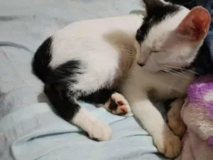 Gato raça SRD-ViraLata idade 2 a 6 meses nome Adoção urgente! 