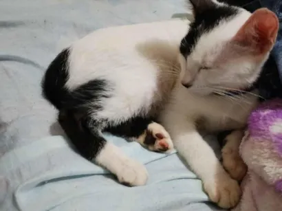 Gato raça SRD-ViraLata idade 2 a 6 meses nome Adoção urgente! 