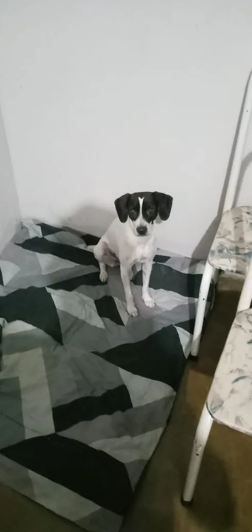 Cachorro raça SRD-ViraLata idade 2 anos nome Nina