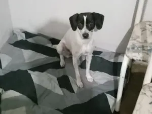 Cachorro raça SRD-ViraLata idade 2 anos nome Nina