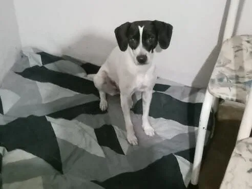 Cachorro raça SRD-ViraLata idade 2 anos nome Nina