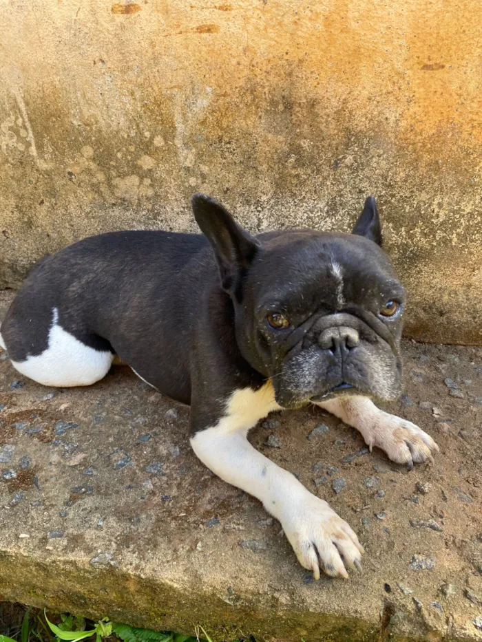 Cachorro raça Bulldog idade 3 anos nome Banco