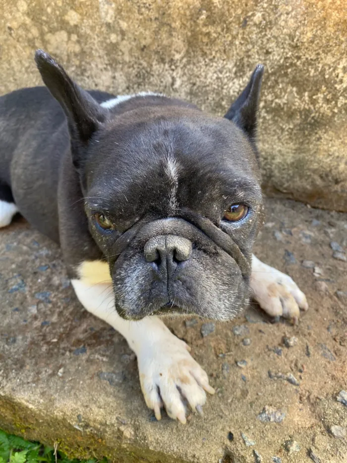 Cachorro raça Bulldog idade 3 anos nome Banco