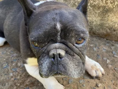 Cachorro raça Bulldog idade 3 anos nome Banco