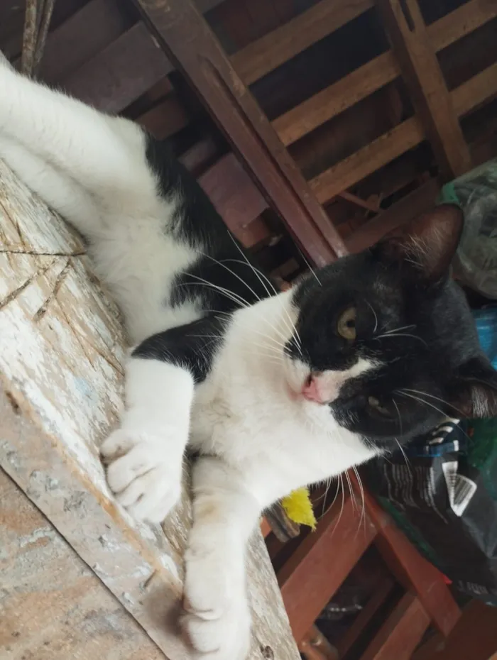 Gato raça SRD-ViraLata idade 1 ano nome Batman