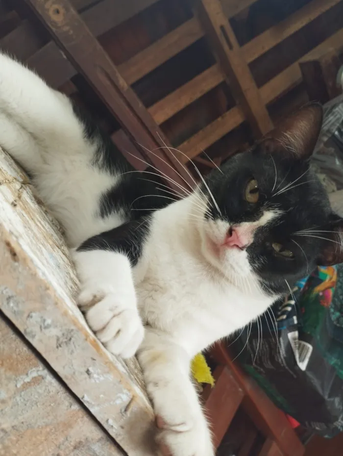 Gato raça SRD-ViraLata idade 1 ano nome Batman