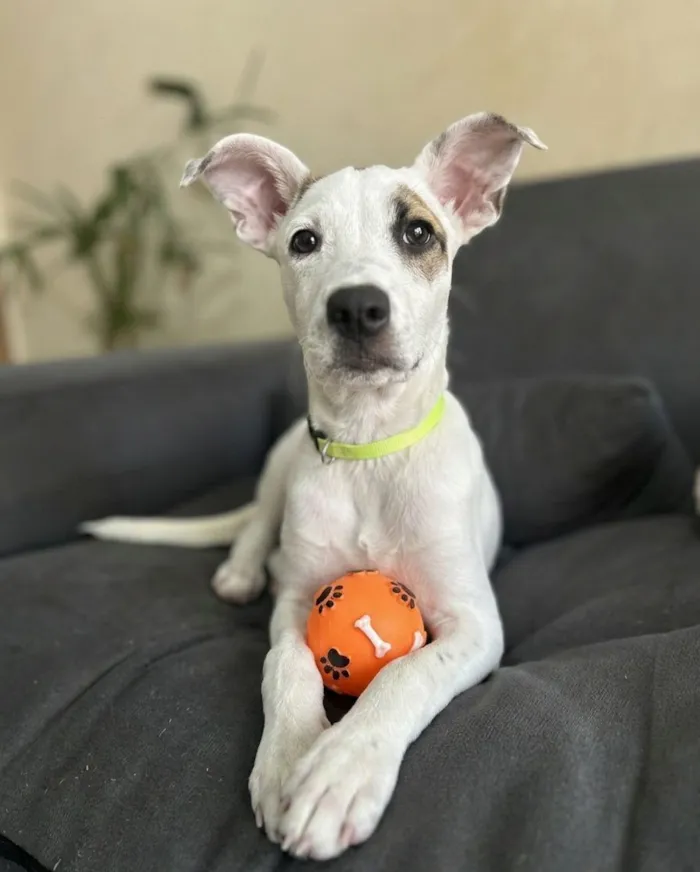Cachorro raça SRD-ViraLata idade 2 a 6 meses nome peta