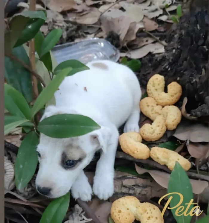 Cachorro raça SRD-ViraLata idade 2 a 6 meses nome peta
