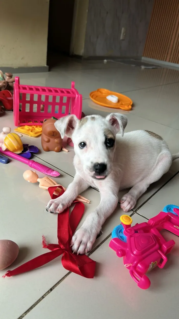 Cachorro raça SRD-ViraLata idade 2 a 6 meses nome peta