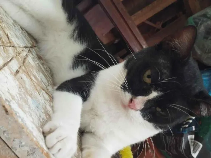 Gato raça SRD-ViraLata idade 1 ano nome Batman