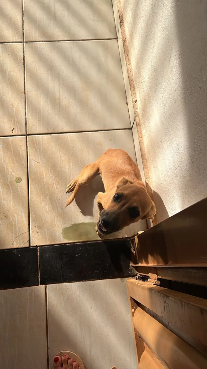 Cachorro raça SRD-ViraLata idade 2 a 6 meses nome Não tem