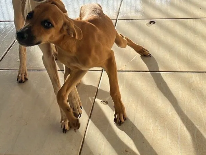 Cachorro raça SRD-ViraLata idade 2 a 6 meses nome Não tem