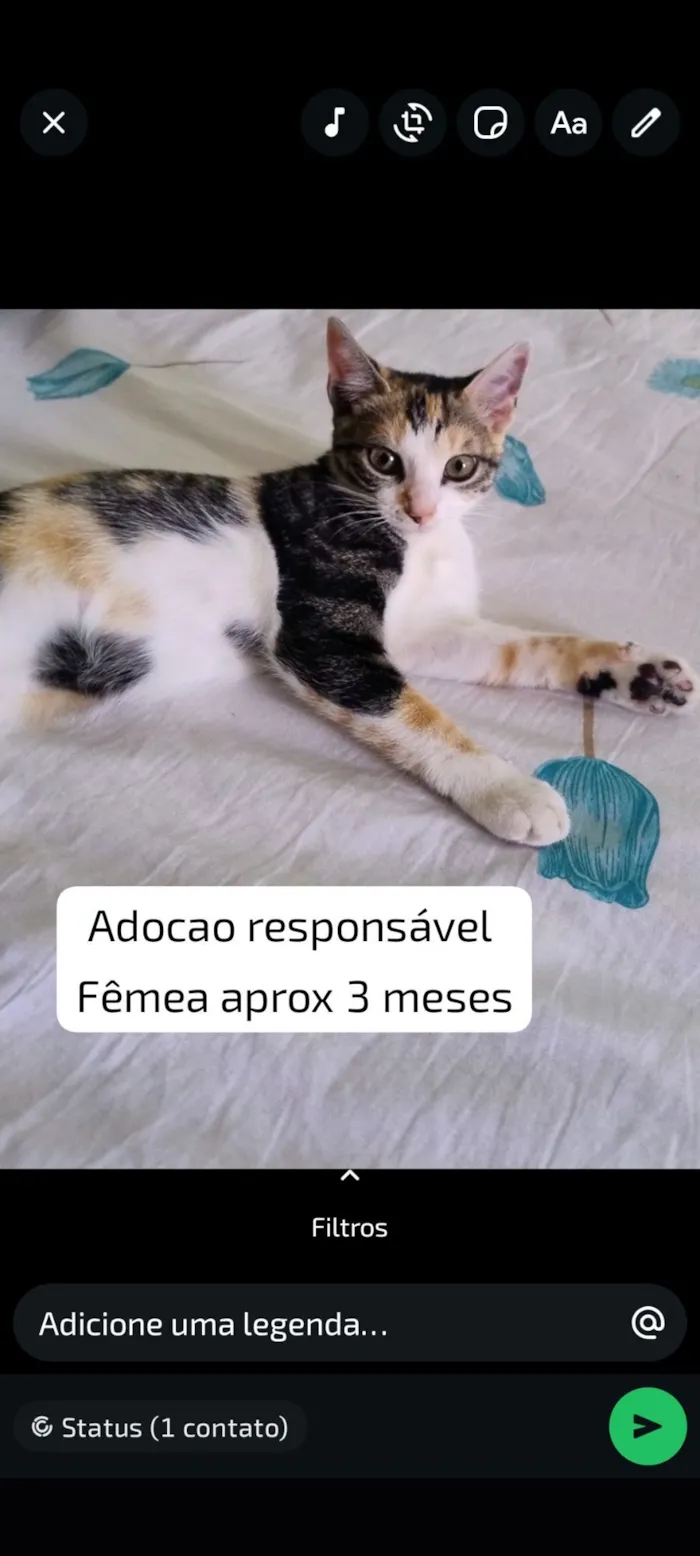 Gato raça SRD-ViraLata idade 2 a 6 meses nome sem nome