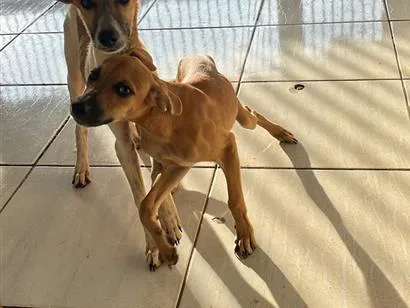 Cachorro raça SRD-ViraLata idade 2 a 6 meses nome Não tem 