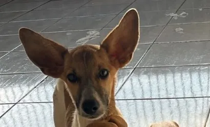 Cachorro raça SRD-ViraLata idade 2 a 6 meses nome Não tem 