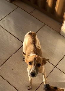 Cachorro raça SRD-ViraLata idade 2 a 6 meses nome Não tem 