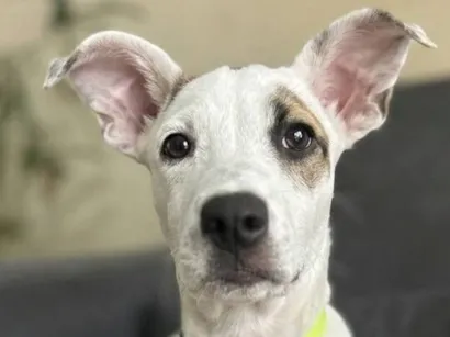 Cachorro raça SRD-ViraLata idade 2 a 6 meses nome peta