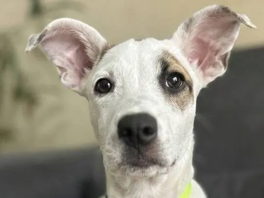 Cachorro raça SRD-ViraLata idade 2 a 6 meses nome peta