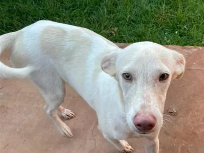 Cachorro raça SRD-ViraLata idade 2 a 6 meses nome Floquinho