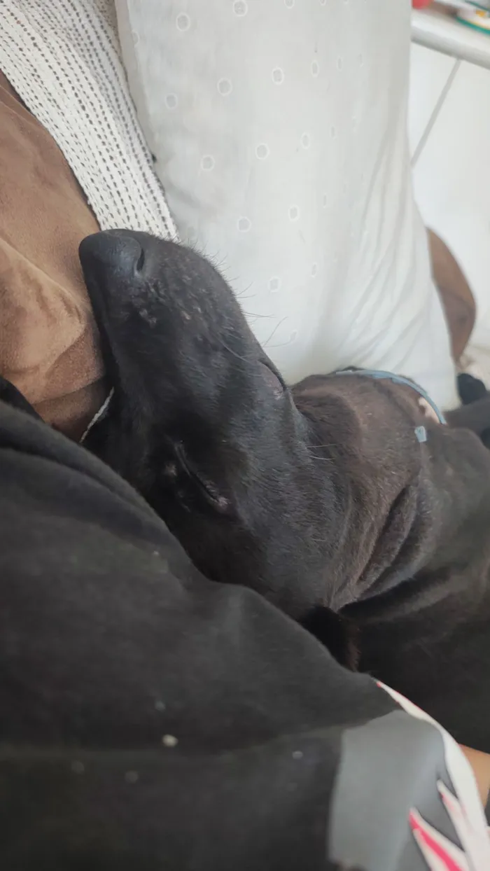 Cachorro raça SRD-ViraLata idade 7 a 11 meses nome Harumaki