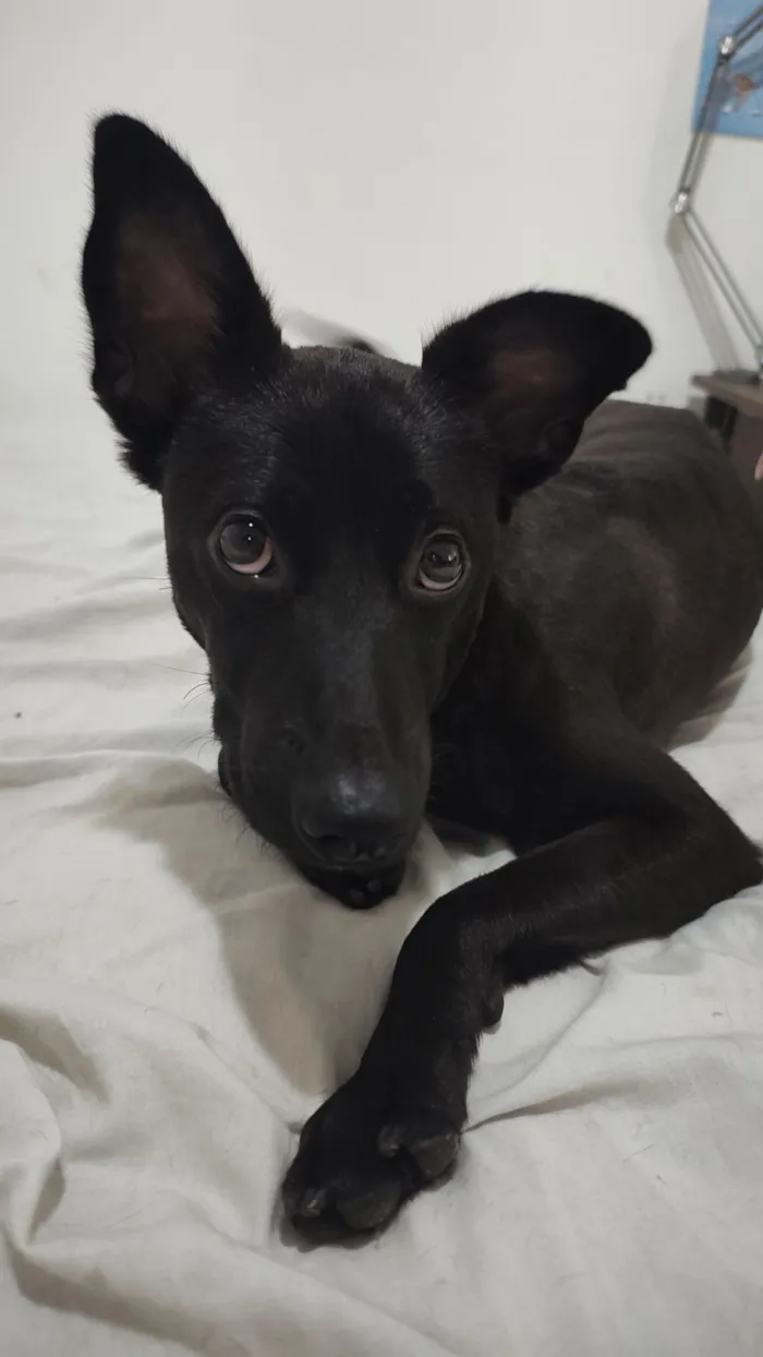 Cachorro raça SRD-ViraLata idade 7 a 11 meses nome Harumaki