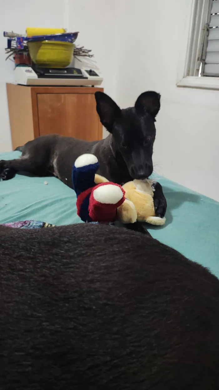 Cachorro raça SRD-ViraLata idade 7 a 11 meses nome Harumaki