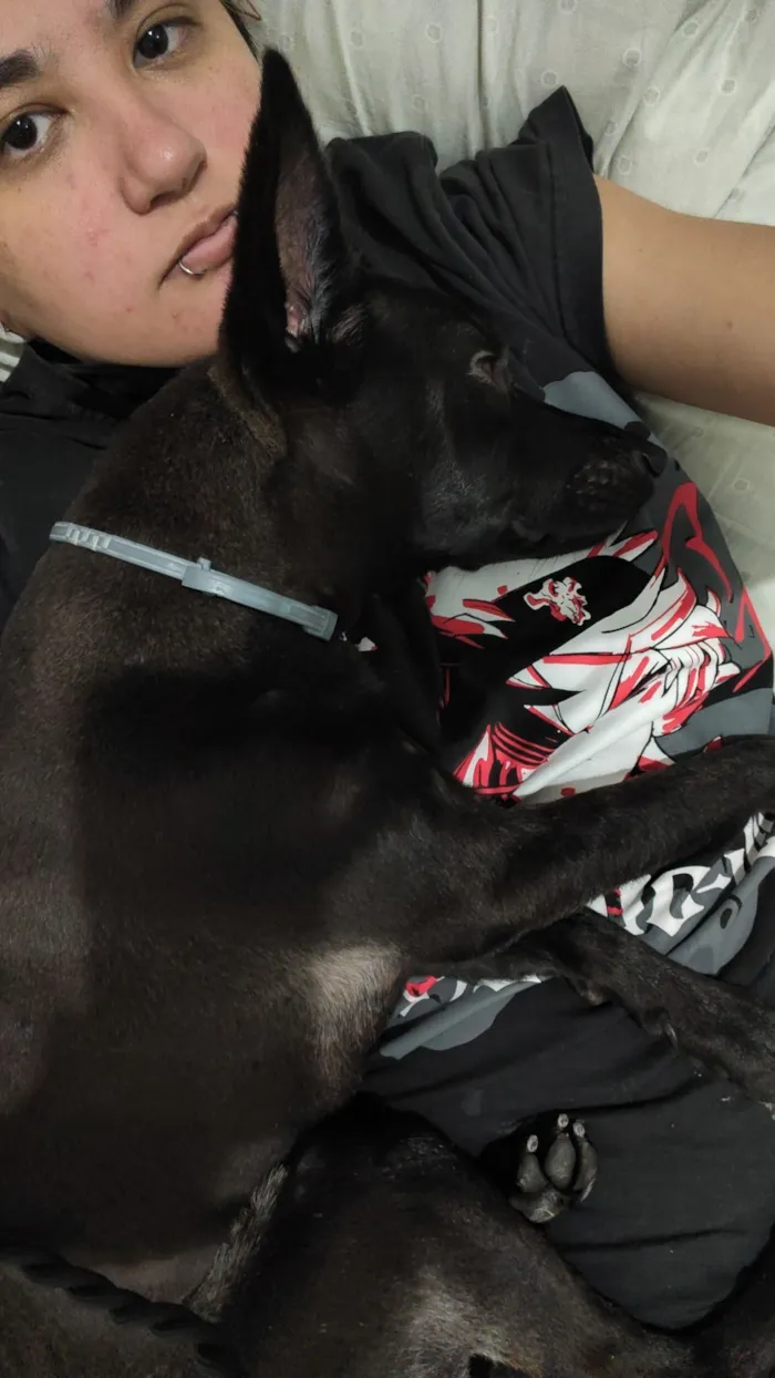 Cachorro raça SRD-ViraLata idade 7 a 11 meses nome Harumaki