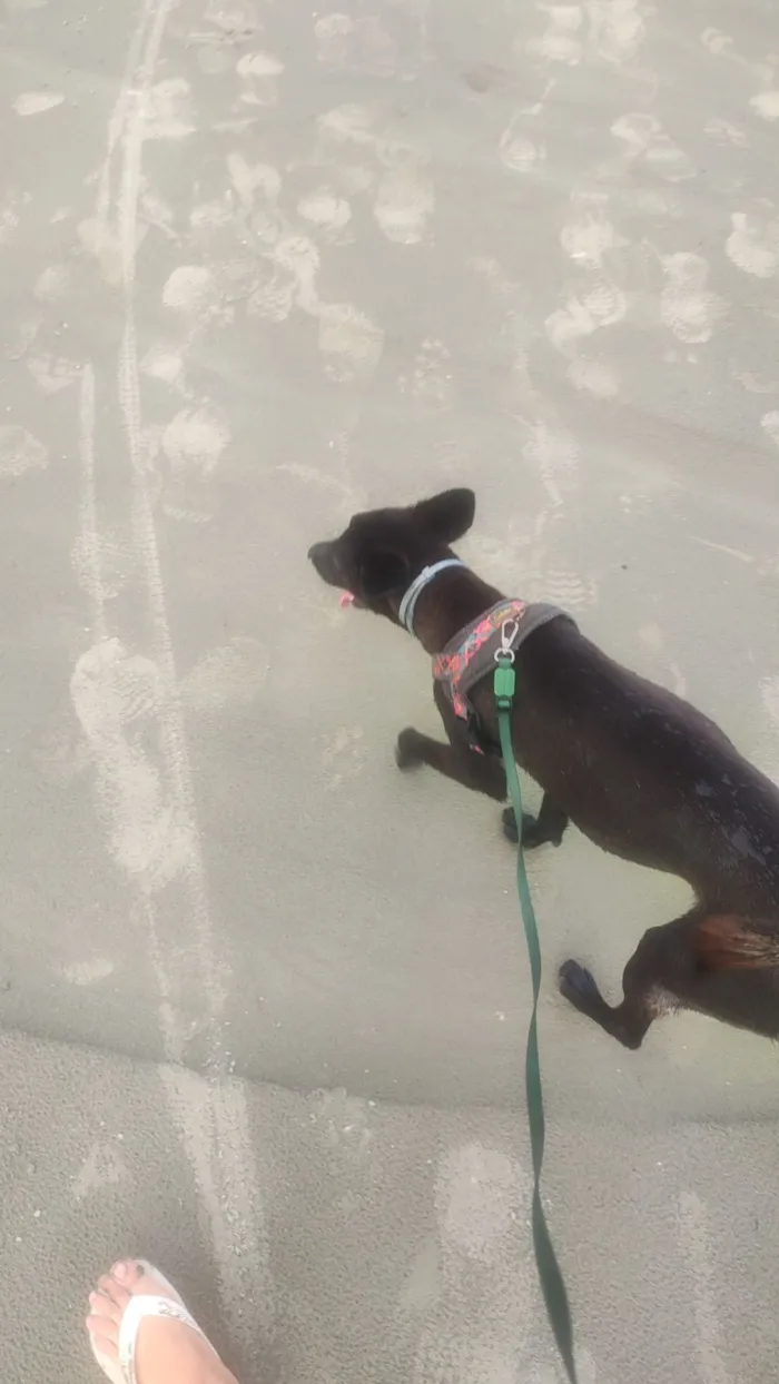 Cachorro raça SRD-ViraLata idade 7 a 11 meses nome Harumaki