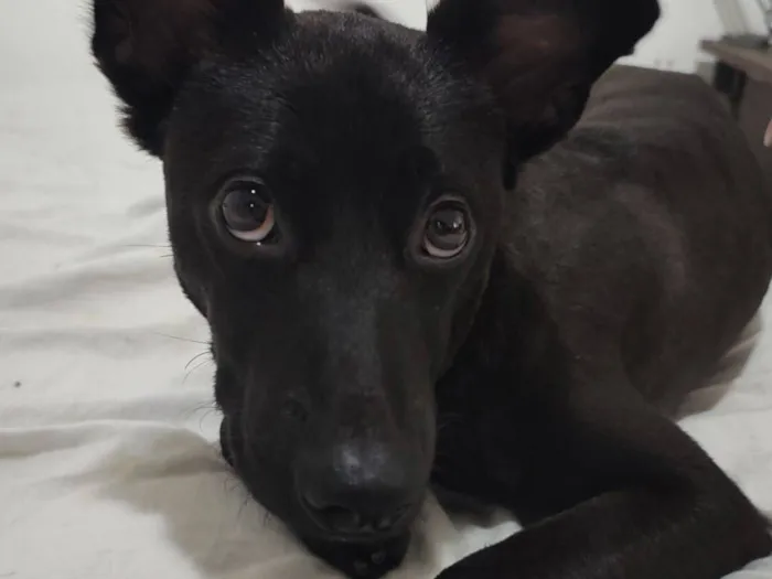 Cachorro raça SRD-ViraLata idade 7 a 11 meses nome Harumaki