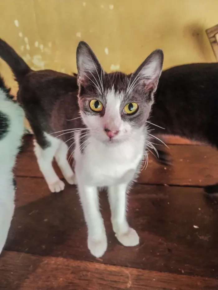 Gato raça SRD-ViraLata idade 2 a 6 meses nome Gato macho cinza branco