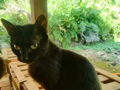 Gato raça SRD-ViraLata idade 2 anos nome Gata preta castrada
