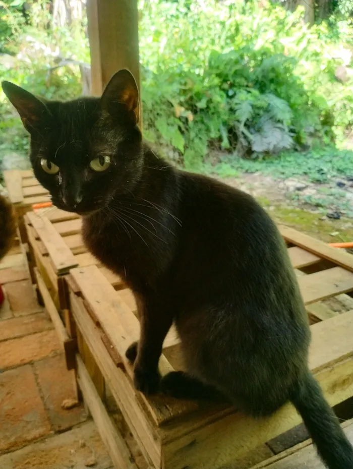 Gato raça SRD-ViraLata idade 2 anos nome Gata preta castrada