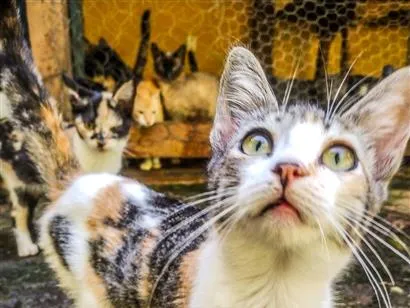 Gato raça SRD-ViraLata idade 2 a 6 meses nome Gatinha fêmea rajado