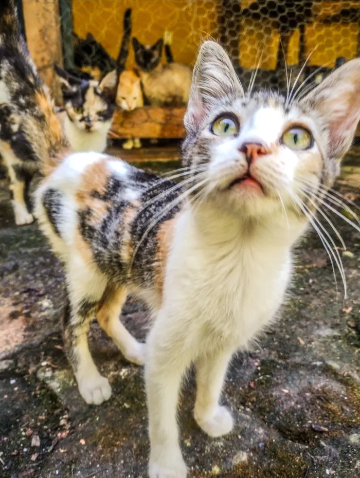 Gato raça SRD-ViraLata idade 2 a 6 meses nome Gatinha fêmea rajado