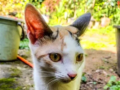 Gato raça SRD-ViraLata idade 2 a 6 meses nome Gatinha fêmea branco, cinza e caramelo 