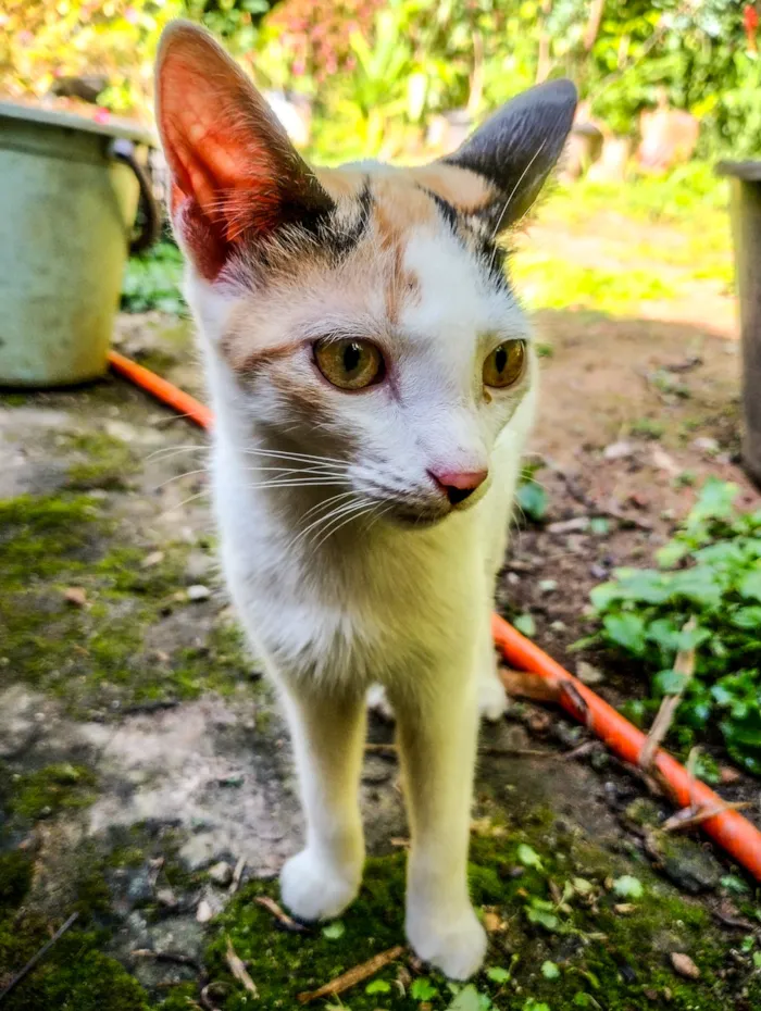 Gato raça SRD-ViraLata idade 2 a 6 meses nome Gatinha fêmea branco, cinza e caramelo 