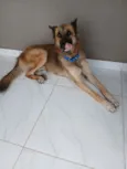 trovão 