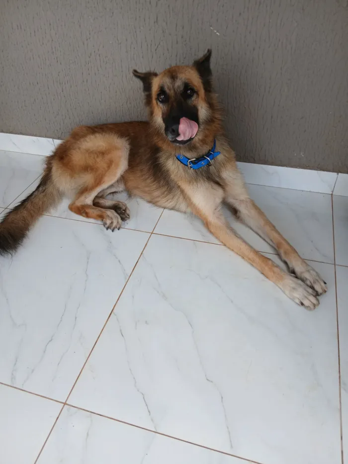 Cachorro raça Pastor Alemão idade 2 anos nome trovão 