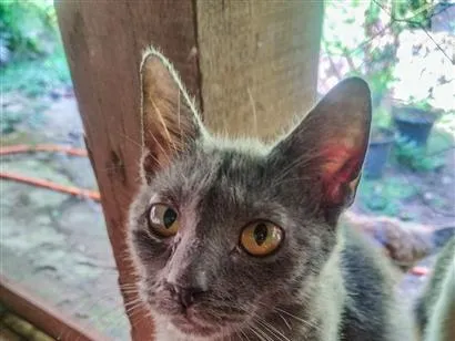 Gato raça SRD-ViraLata idade 2 a 6 meses nome Gatinha fêmea cinza