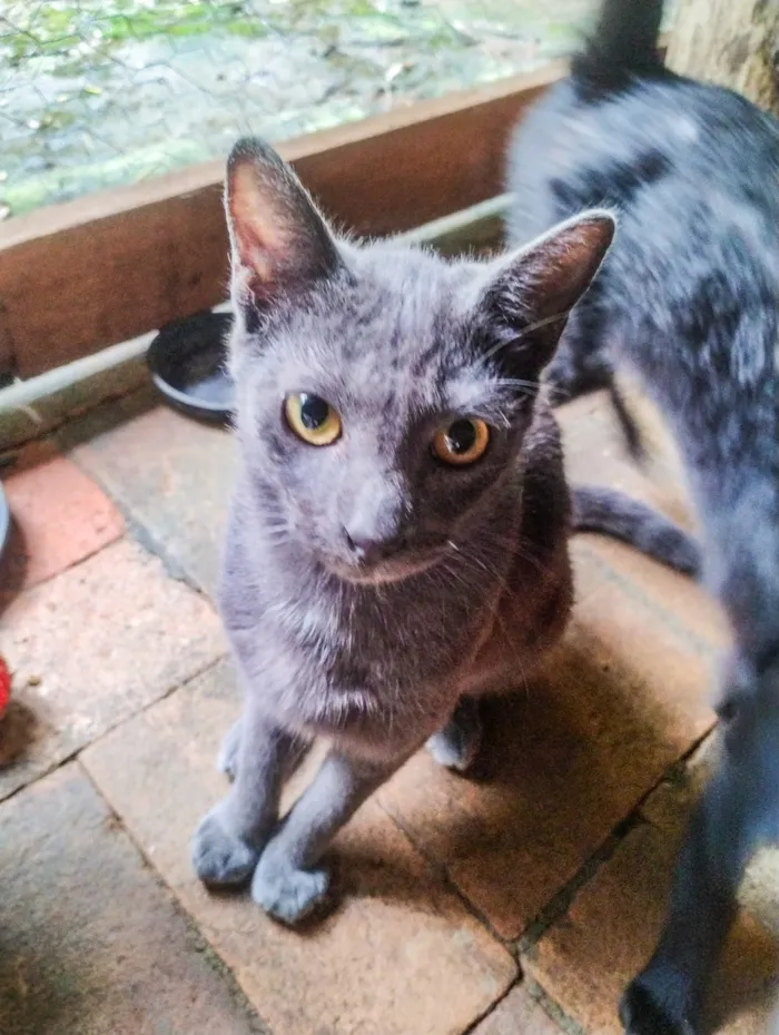 Gato raça SRD-ViraLata idade 2 a 6 meses nome Gatinho macho cinza 