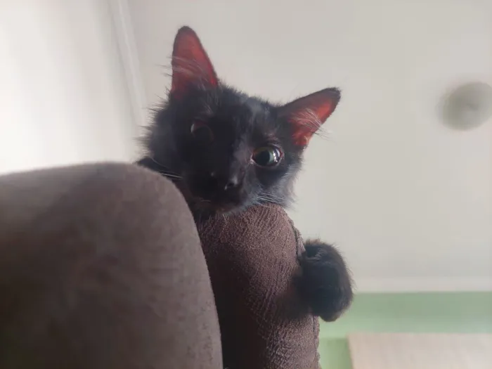 Gato raça SRD-ViraLata idade 2 a 6 meses nome Gatinho