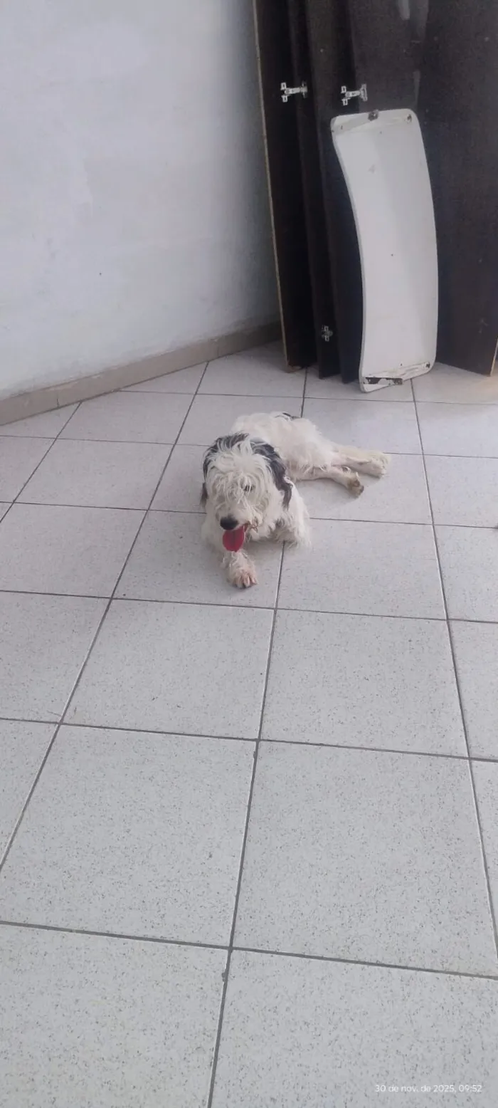 Cachorro raça Poodle idade 7 a 11 meses nome Penélope 