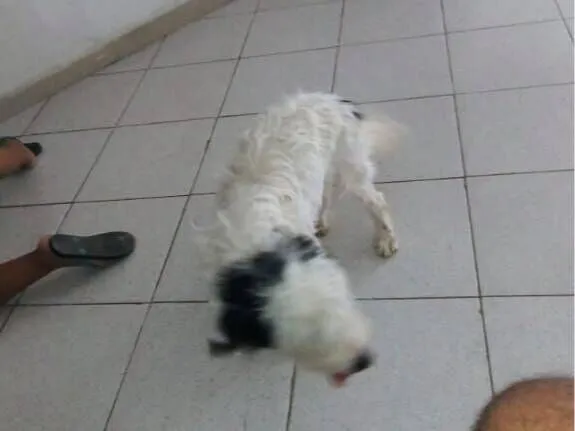 Cachorro raça Poodle idade 7 a 11 meses nome Penélope 